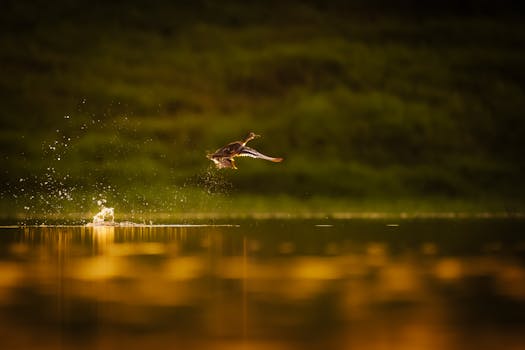 美股成交活跃榜单解析：特斯拉重获青睐，自动驾驶前景备受看好；英伟达持续领跑，AI投资热情不减。