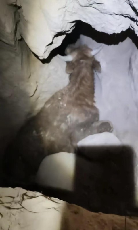 【技术解构】黄土高原牧牛事故:深坑救援为何陷入死局? 新闻
